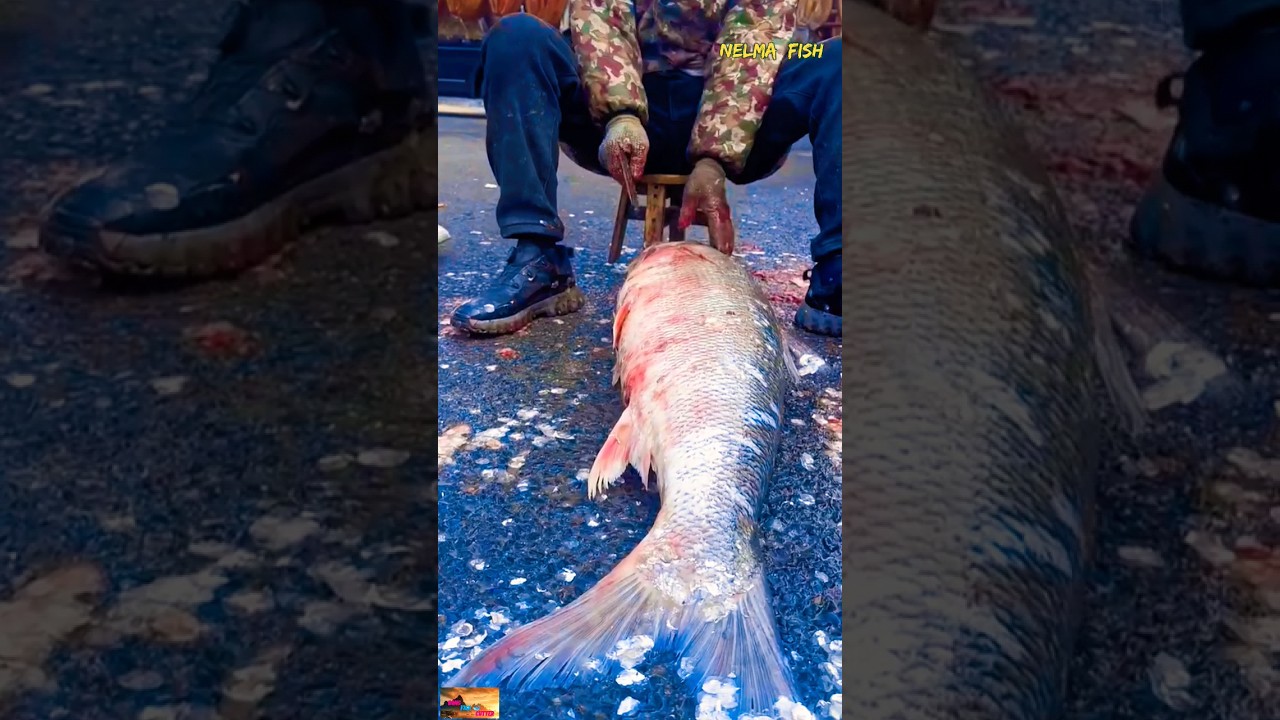Slicing! 60 KG Nelma Fish is Not An Easy Task | Bong Fish Cutter 