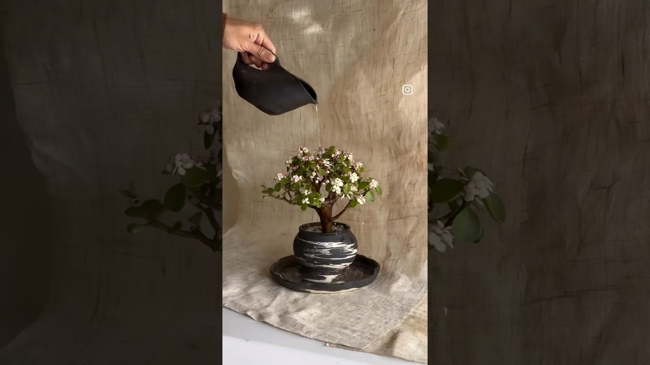 Candy jade bonsai is level easy! 