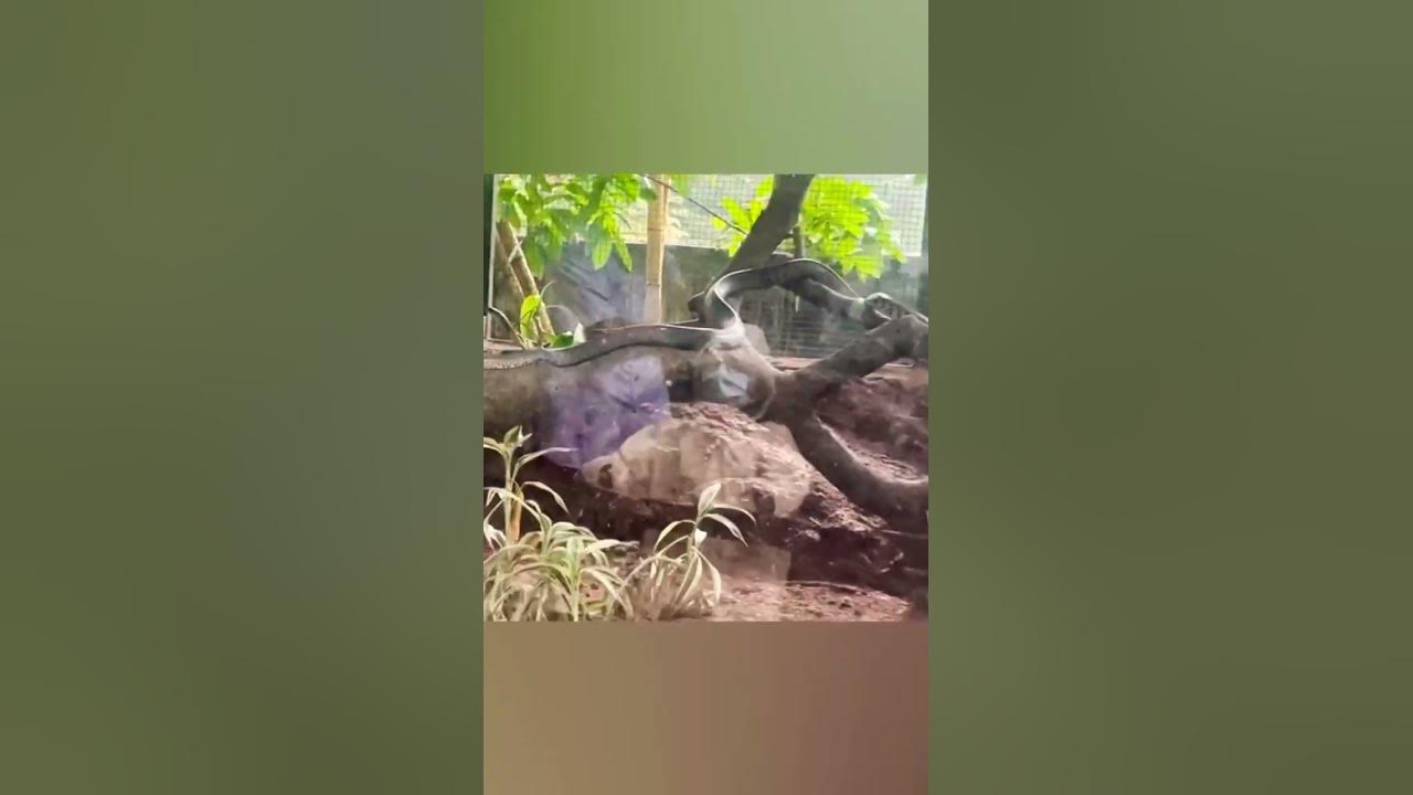 visit-to-parassinikadavu-snake-park-youtube