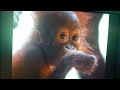 Animal alphabet o song orangutan 