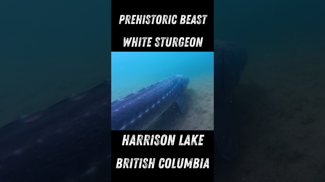 Sturgeon made the day!