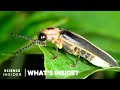 Firefly Bioluminescence and Conservation Quiz