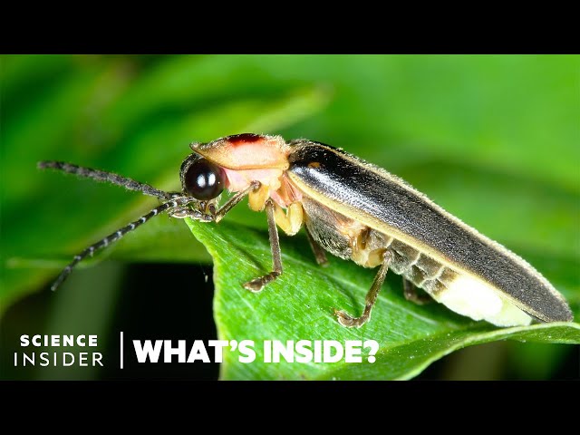 What's Behind The Firefly's Glow | What's Inside? class=