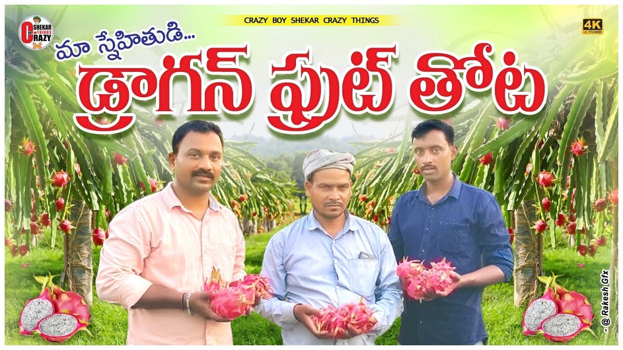 👍మా స్నేహితుడి డ్రాగన్ ఫ్రూట్ తోట ఎలా ఉందో చూద్దాం రండి👌#vlog #viral #B.techbadithulu  #betech ..