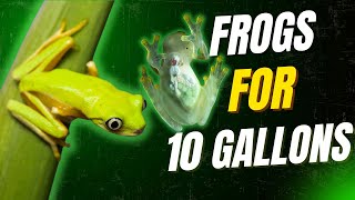 Small Tank Setup? These 7 Frogs Are Perfect