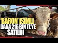 1 Ton 50 Kiloluk ‘Baron&#39; İsimli Dana 215 Bine Satıldı