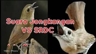 Suara Jongkangan VS SRDC Gacor