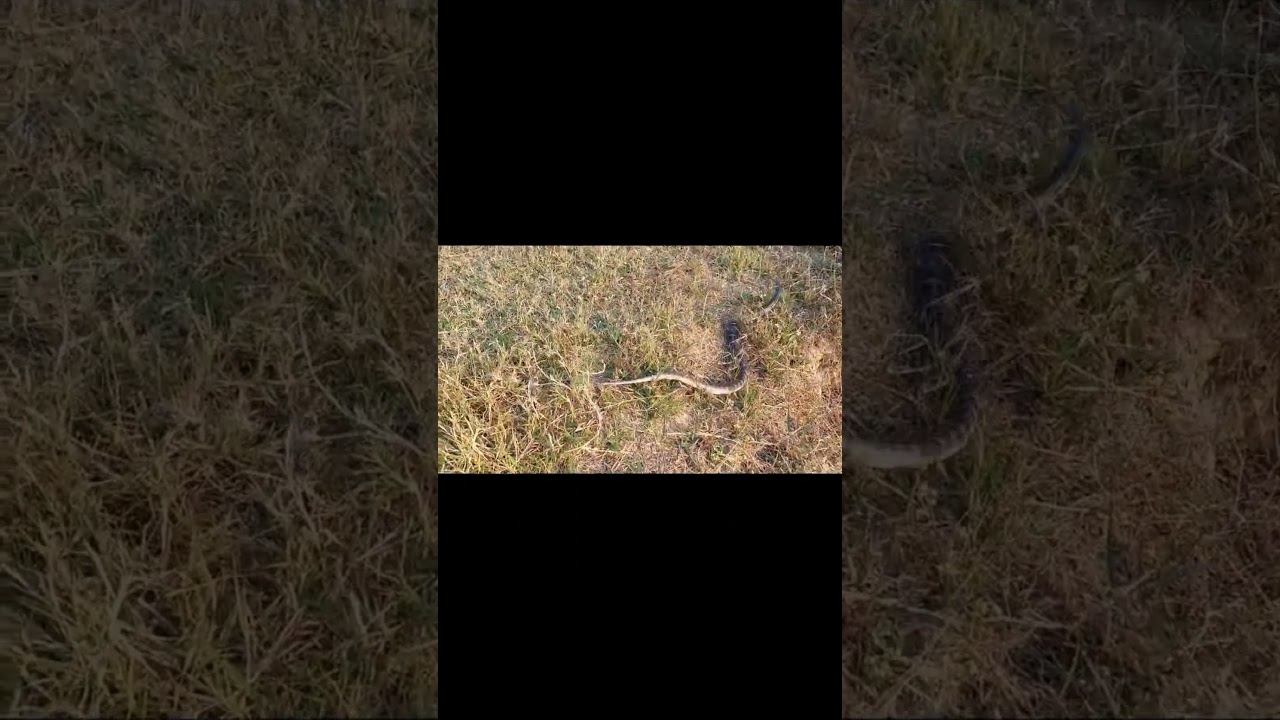 Lurking Dangerous Snake