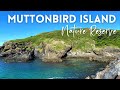 Muttonbird Island Nature Reserve Coffs Harbour NSW | Island Walk