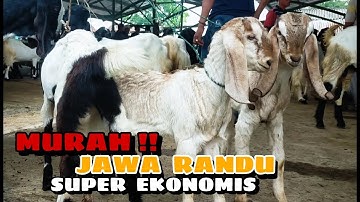 RAME POLL ‼️ TERBARU ‼️ pasar hewan GOMBONG