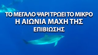 Το μεγάλο ψάρι τρώει το μικρό. Η αιώνα μάχη της επιβίωσης Up'O ψηλά και όχι μόνο. Up Drones