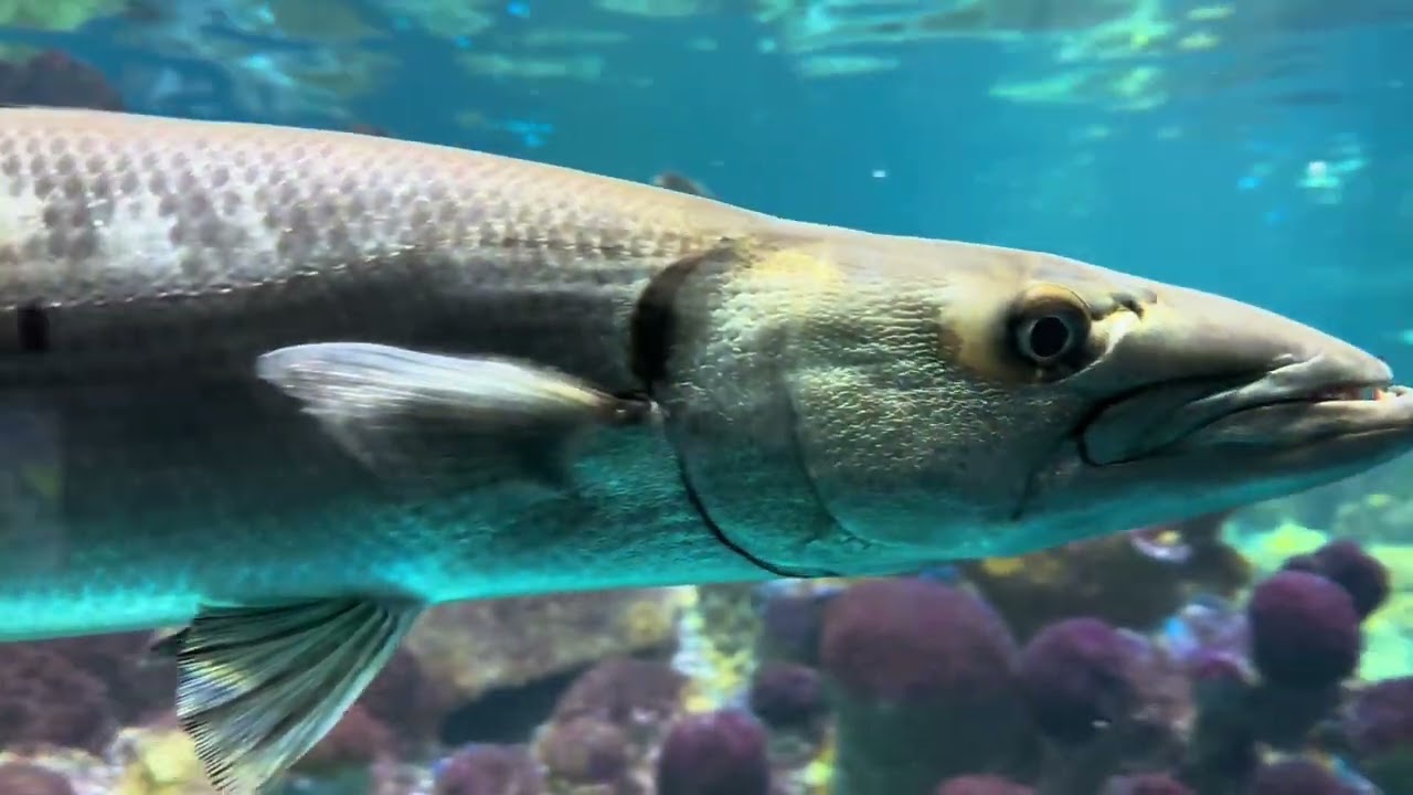 New England Aquarium