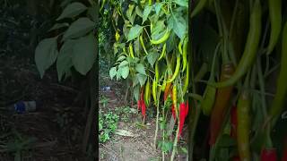 jenis cabe besar yg cocok di tumpangsari dengan jagung
