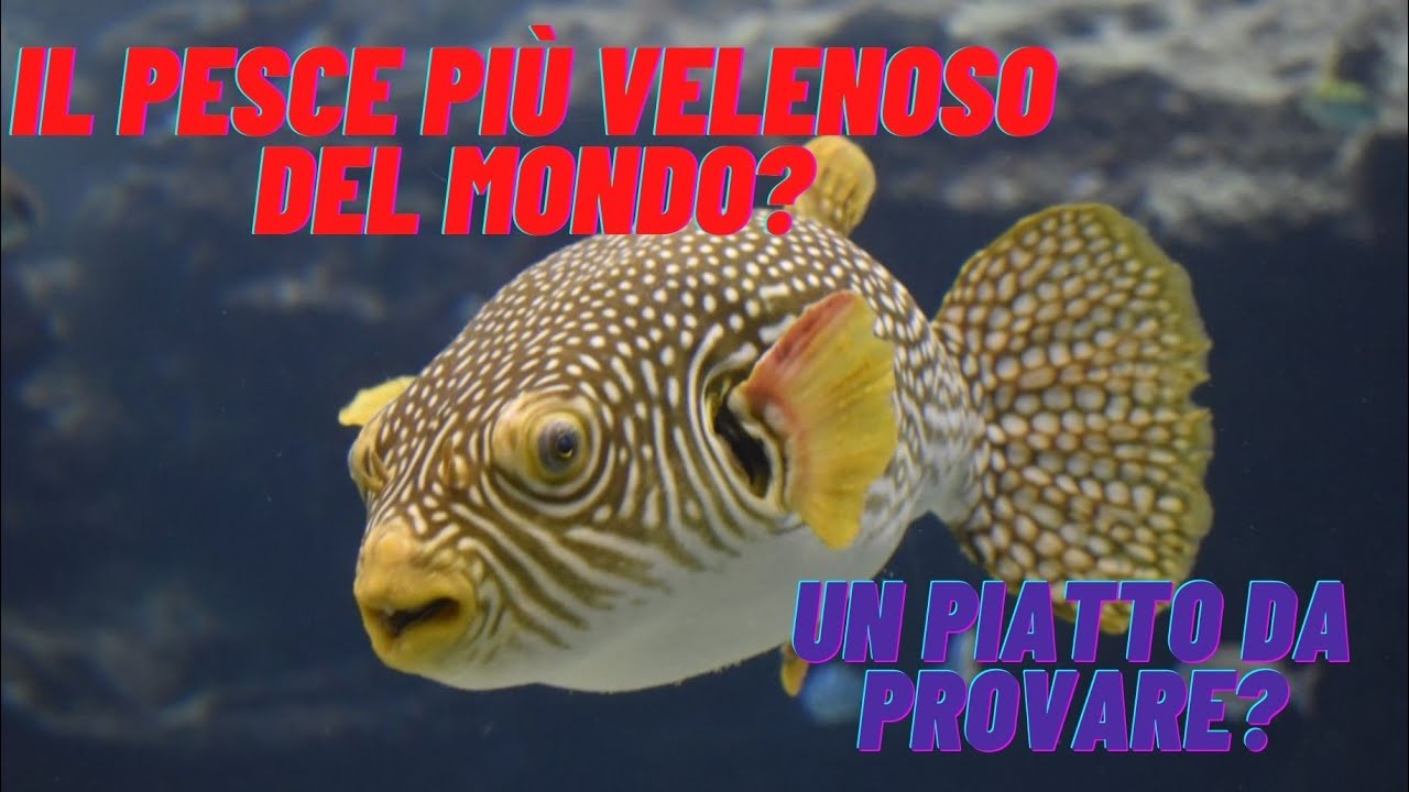 Il pesce palla giapponese il velenosissimo fugu! YouTube