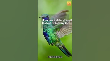 Hummingbirds: The Unique Birds That Can Fly Backwards! 🐦