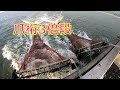 寄島のワタリガニ漁 11月爪桁編 脱サラして漁師になって、爪桁に挑戦してみたi became fishman and went to catch crabs