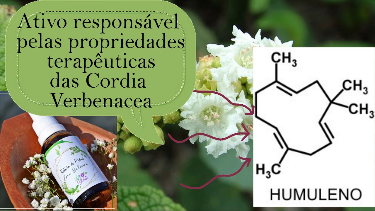 Cordia verbenacea YouTube
