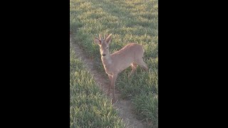 Roe deer buck closeup