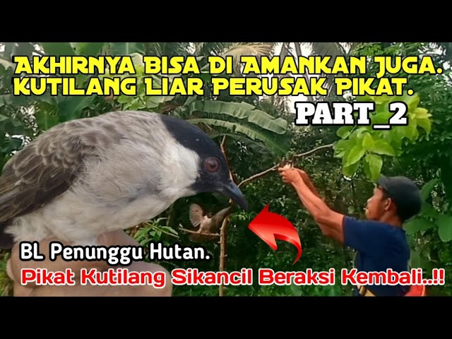 Aksi Pikat Ranting, Mengamankan Kutilang Liar Penunggu Hutan Super Galak.. class=