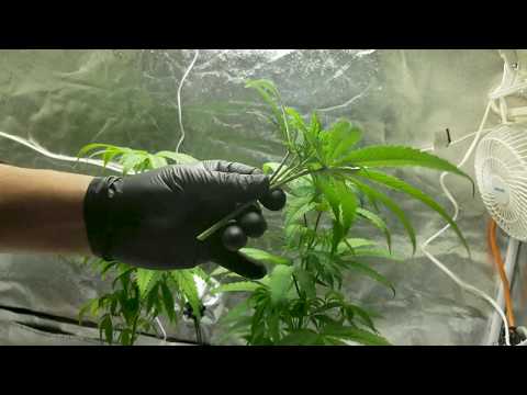 Grow Your Four Episode 6/13: Lollipopping, Topping, Training and Pruning Cannabis Plants