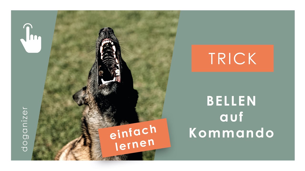 Hund Bellen auf Kommando beibringen Hund Gib Hundetricks YouTube