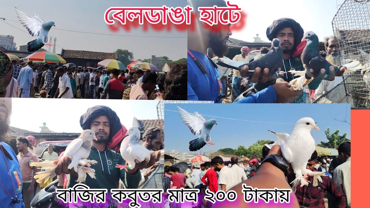 ২০০ টাকায় বাজির কবুতর বেলডাঙা হাটে#pigeonlaver #tranding #Murshidabad Beldanga hat#best quality