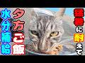 猛暑に耐えた 日没前の猫たちにご飯と水分補給をあげると・・・ さくらねこたちへのエサやり【視聴だけでも猫たちを助けることになります】支援者様 視聴者様 猫たちに神のご加護を！野良猫の感動猫動画