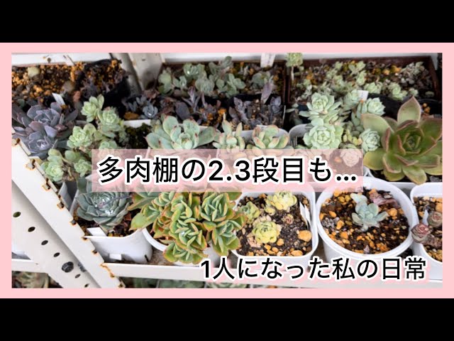 多肉植物]多肉棚の2.3段目も…^_^1人になった私の戯言 - YouTube