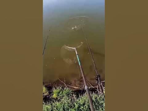 Карп для нашего Водаëма. Кубань, Сазан, Карп, Амур, Лобик, Линь, Сом ...
