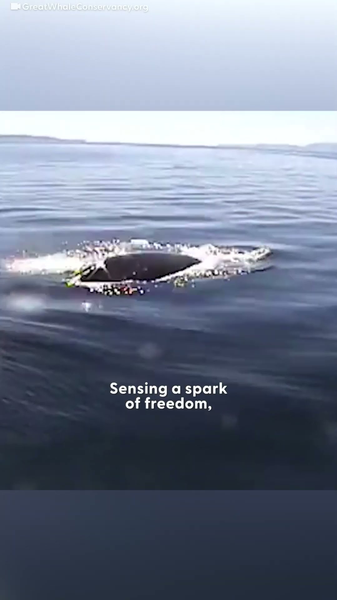 Diver Thought It Was Too Late To Save Lifeless Humpback Whale Until... | The Dodo