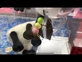 確率機を攻略してぬいぐるみを獲ります【クレーンゲーム】
