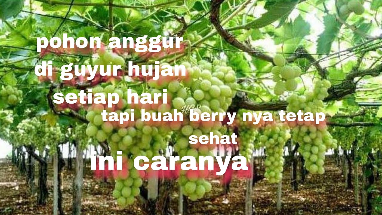 Pohon anggur tanpa atap uv di guyur hujan setiap hari,tapi buah berry nya tetap sehat.ini caranya