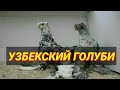 УЗБЕКСКИЙ ДВУХЧУБЫЕ ГОЛУБИ ЯРМАРКА