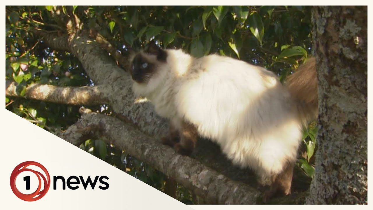 Australian state passes law forcing all new cats to be indoor-only