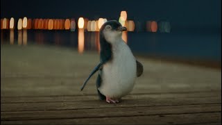 Bank of Melbourne - Penguin Brand