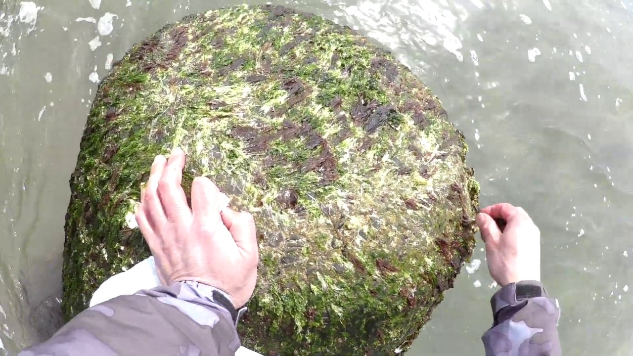 【海藻】海苔っぽいの採取してきた