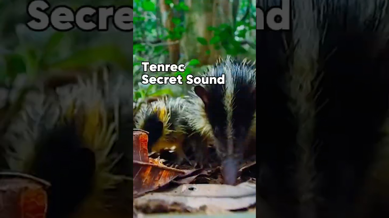 Special sound of Tenrec the Hedgehog 