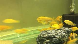 Yellow Cichlids Fish #Fish