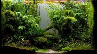 DIY: Bio Active Paludarium Frog Tank Basics