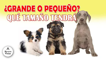 ¿Cómo saber si un perro será bueno con los niños?