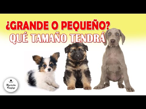 Video: Predecir el tamaño de la descendencia de su perro