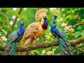 Wonderful Spring Nature & Soft Piano 🌿 Bird Song Ambience for Focus and Relaxation
