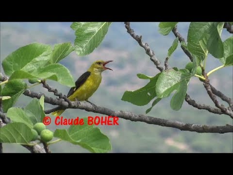 X Chant Du Loriot Mâle Qui Appelle La Femelle 22 Juillet 2017