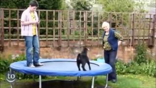 Bounce - Original Song By Sean Mcclure With Bouncing Animals Fun For Kids Video