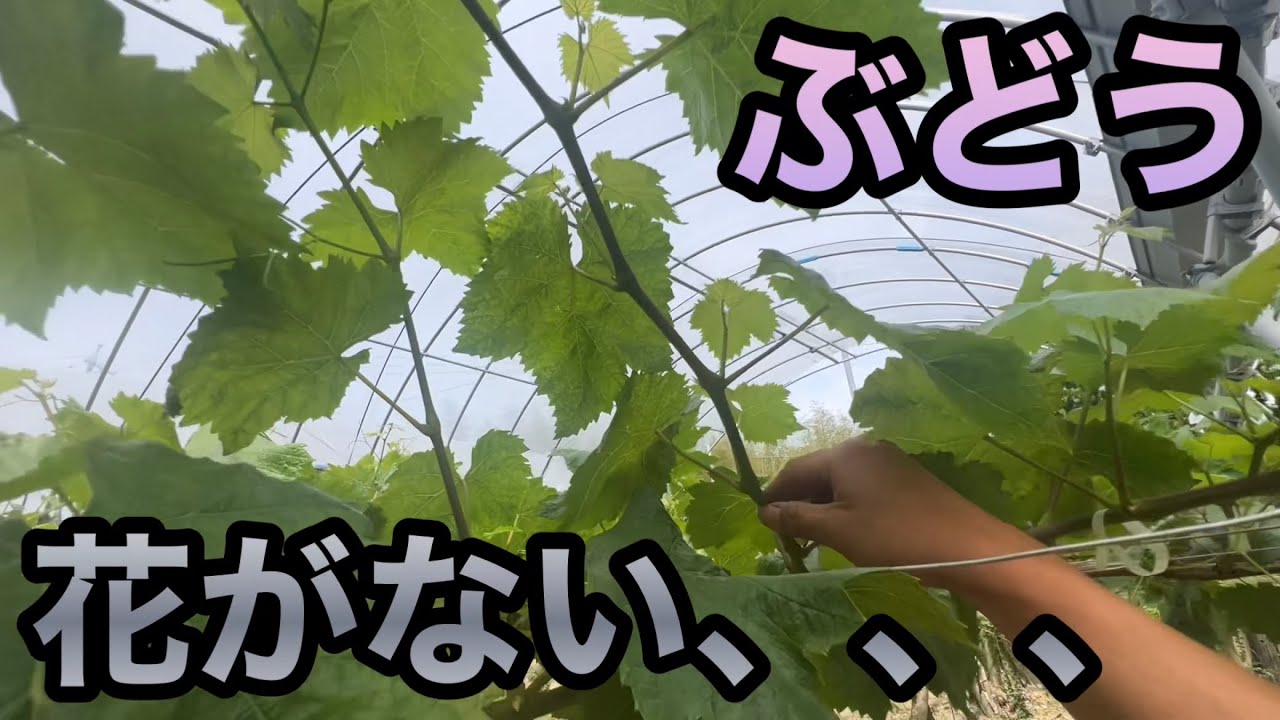ぶどうの花が着かない理由と対策〜来年のために5月の花が咲く時期にやれること〜2023-05-20
