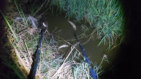 Kích Cá Đêm Con Nước Cạn Trúng Mánh Cá Ngon | kích cá miền tây 