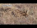 SERVAL CAT HUNTS CAPTURES PREY