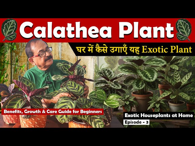 All about Calathea Plant (Prayer Plant) I Calathea Plant Care I Calathea  Varieties - YouTube