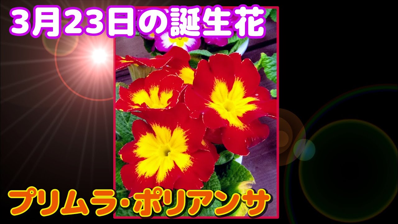 3月23日の誕生花 プリムラ ポリアンサ どんな花 あなたに送る花言葉は Youtube