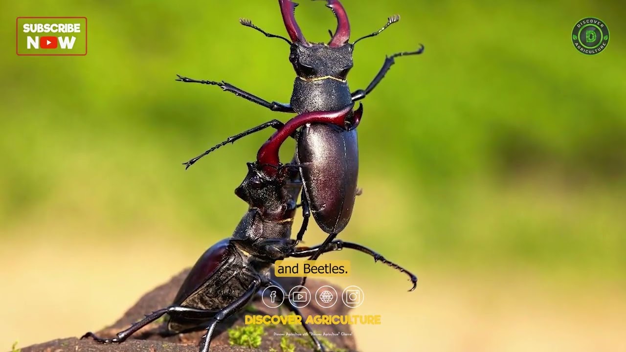 Solar Light Insect Trap - Best Solar Pest Control Device for Agriculture